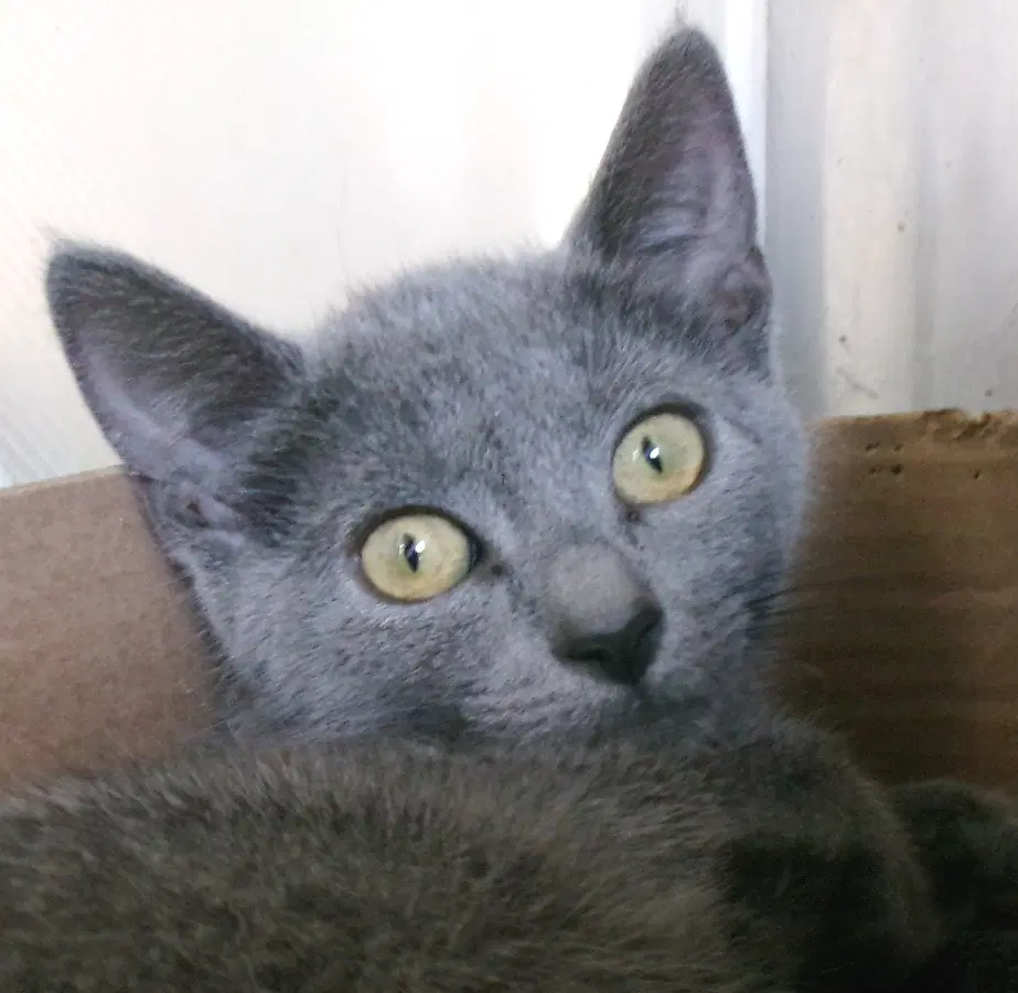 Cheshire - Domestic Short Hair
