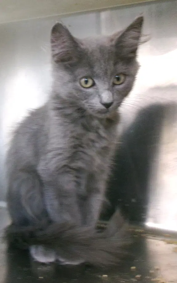 Gryphon - Domestic Medium Hair