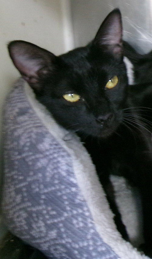 Hildegard