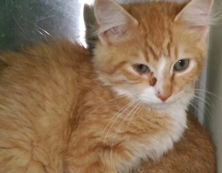 Noah - Domestic Medium Hair