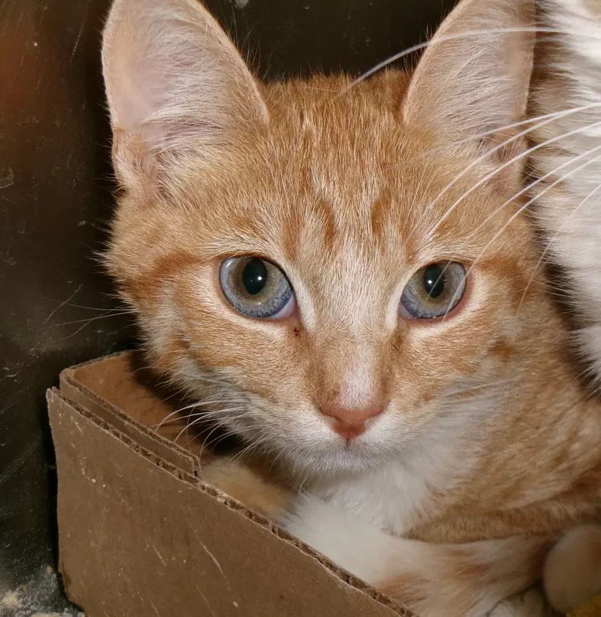 Mosey - Tabby