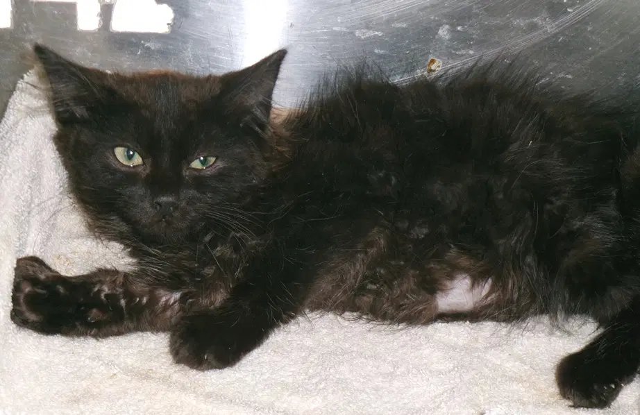 Robin - Domestic Medium Hair
