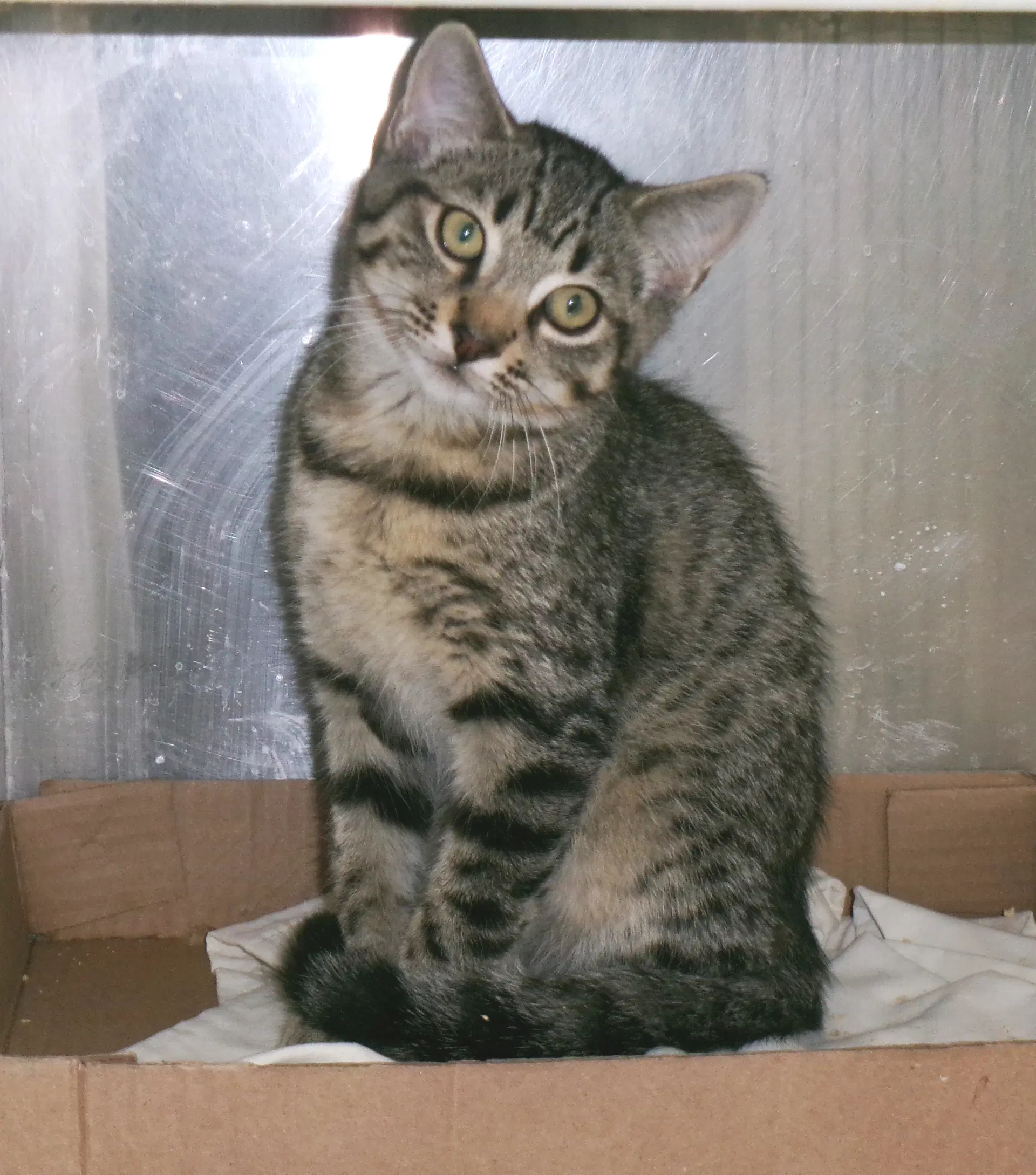 Bryant - Tabby