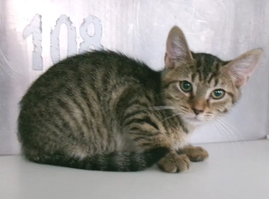 Kobe - Tabby
