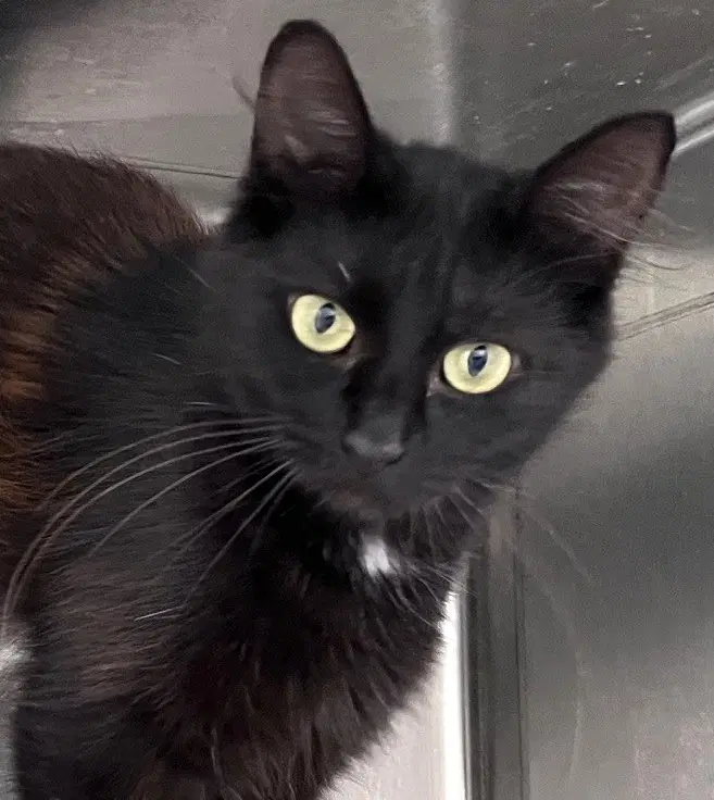 Carrie - Domestic Short Hair