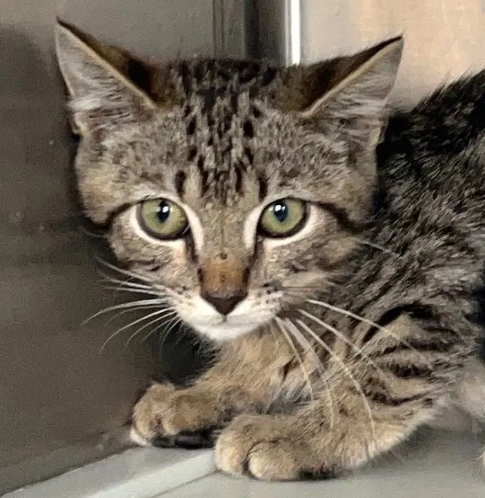 Alfred - Tabby
