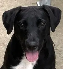 Slate - Labrador Retriever
