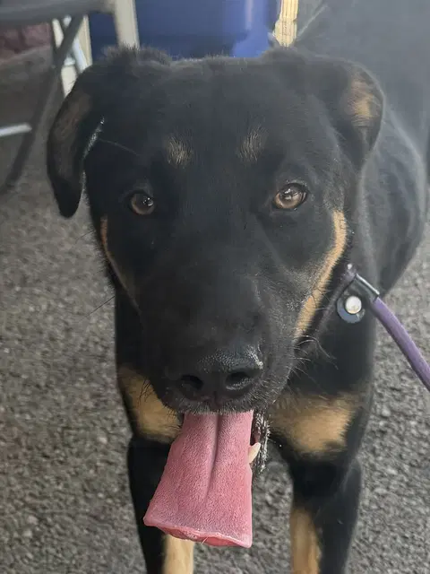 Nora - German Shepherd Dog