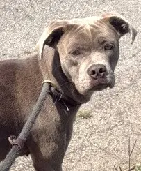 Mitzie - Pit Bull Terrier