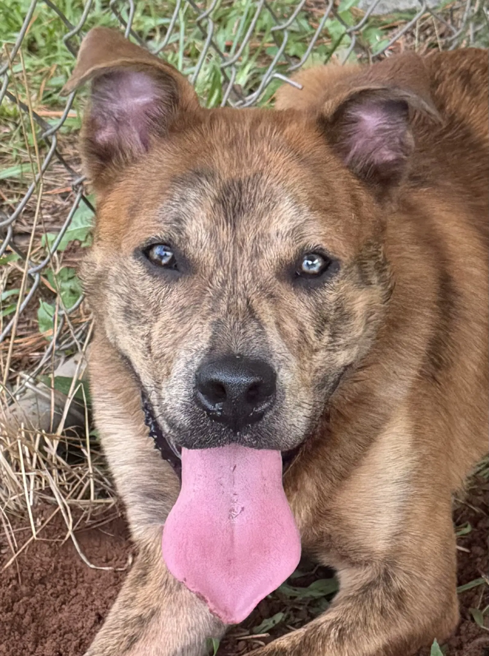 Nero - Shepherd