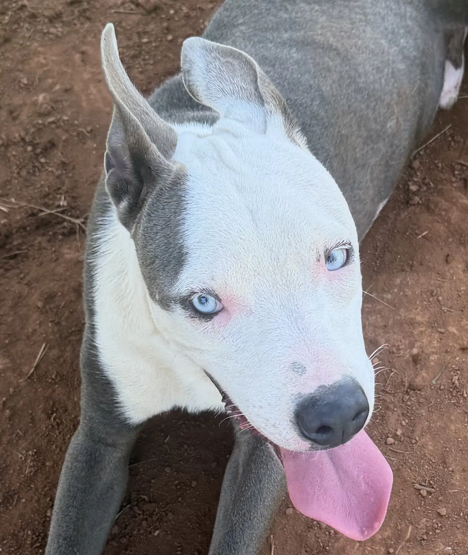 Rhino - American Pit Bull Terrier