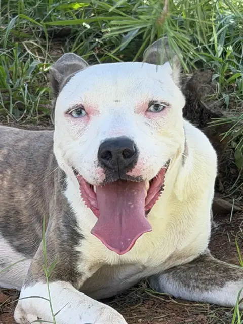 Bonnie - American Pit Bull Terrier