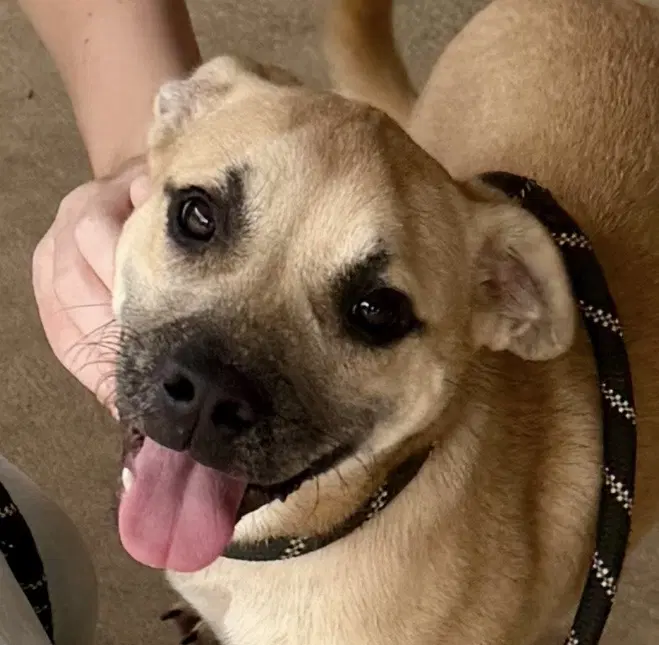 Missy - Boxer