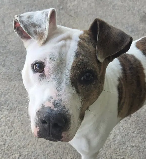 Fiona - Pit
