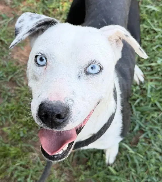 Gertrude - Hound