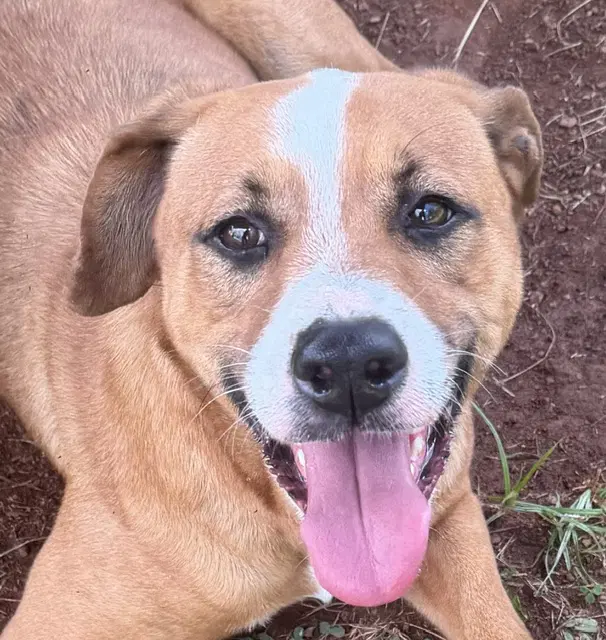 Fate - Hound