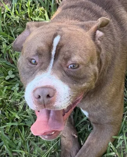 Hoggart - Boxer