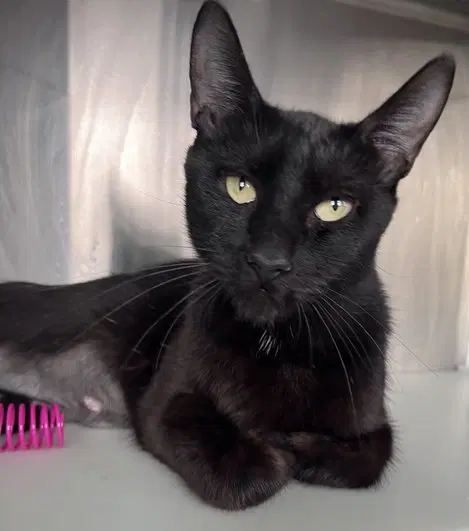 Maid Marian - Domestic Short Hair