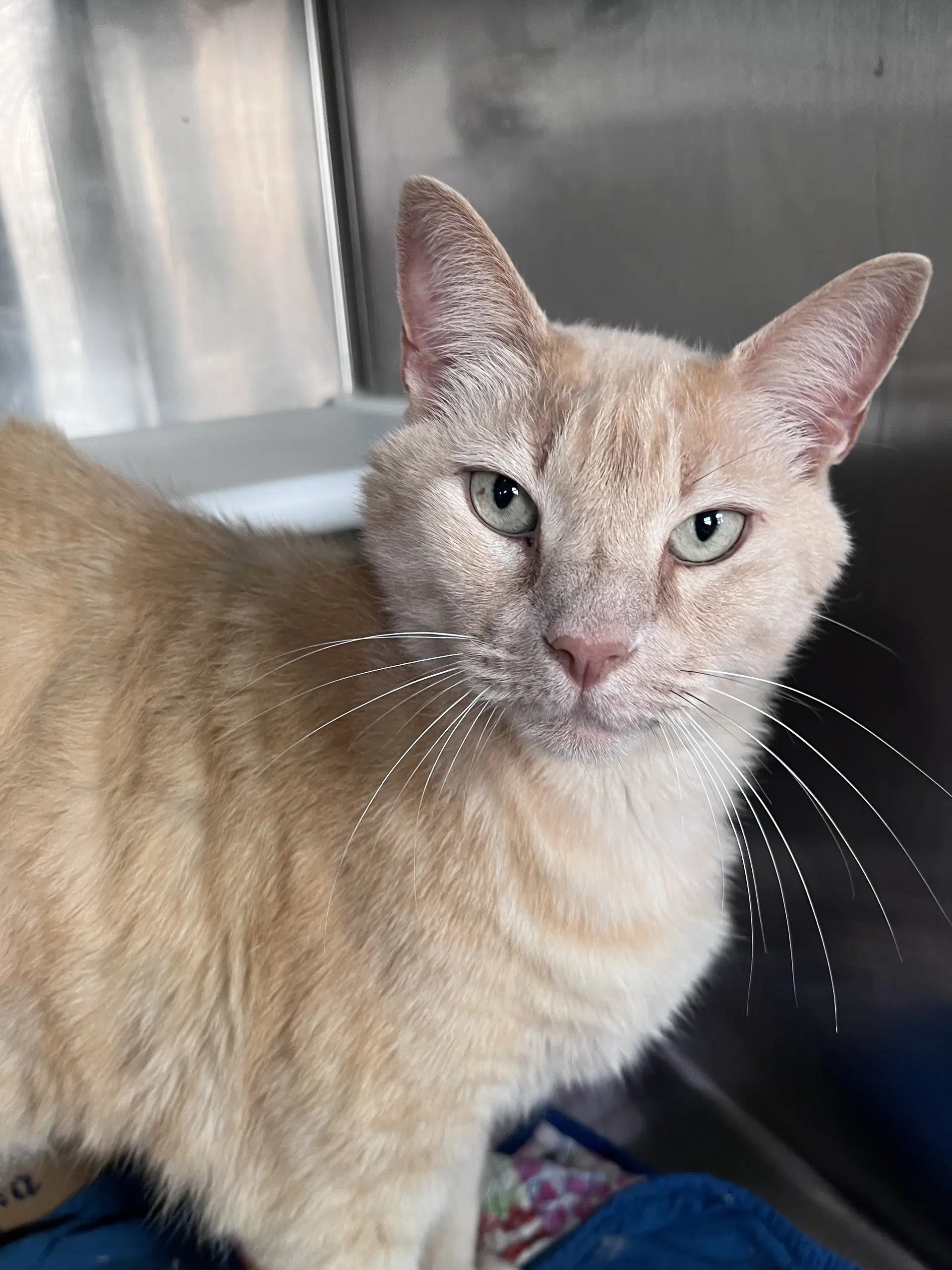 Pollo - Domestic Short Hair