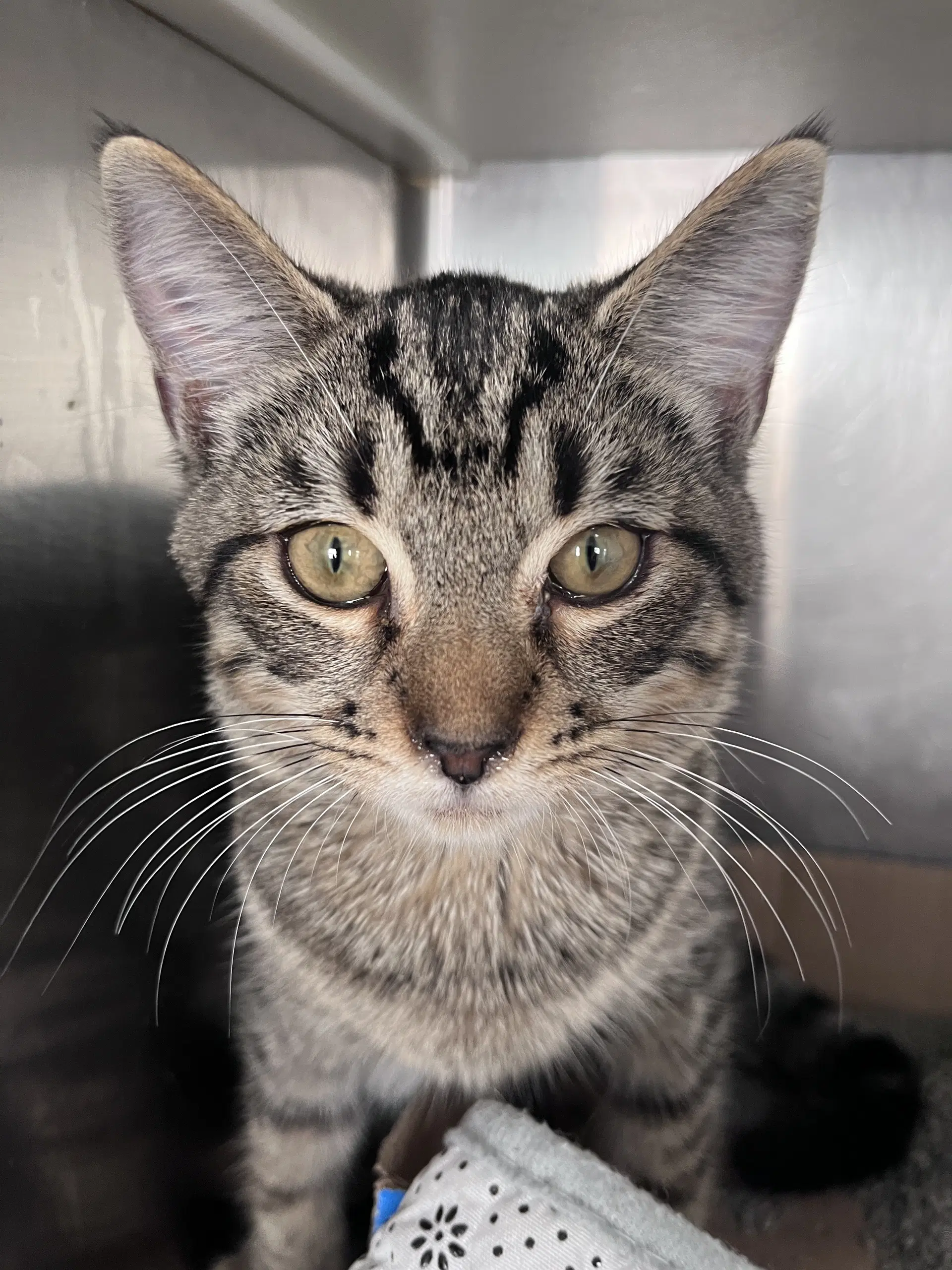 Freya - Domestic Short Hair