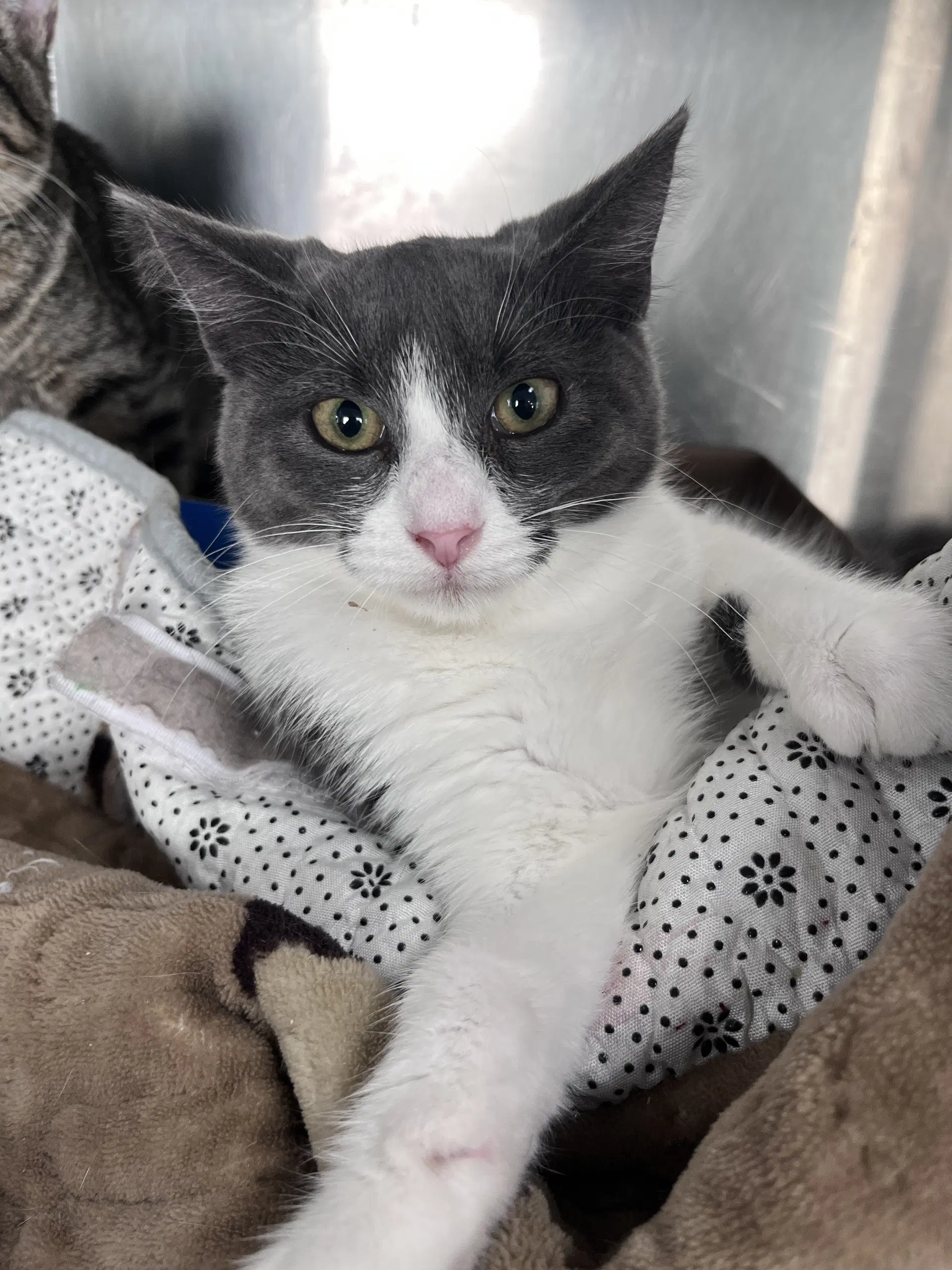 Raya - Domestic Short Hair