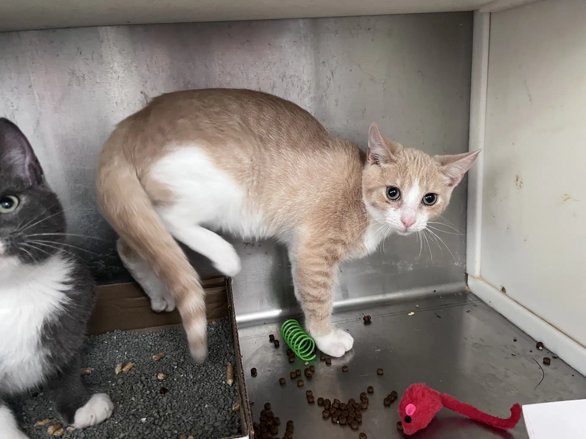 Peter - Domestic Short Hair
