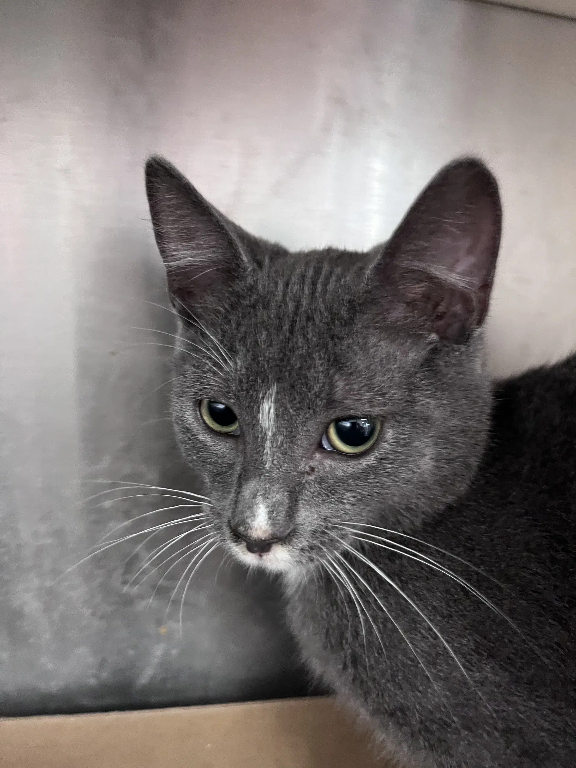 Paul - Domestic Short Hair