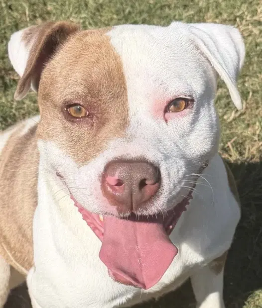 Ivan - American Pit Bull Terrier