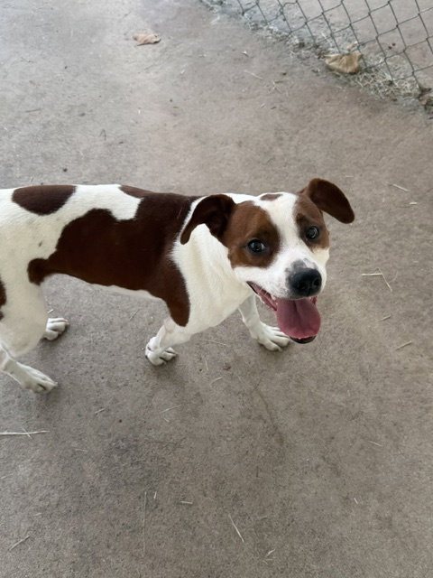 Scout photo 2
