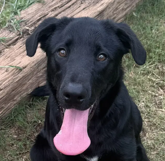 Ollie - Labrador Retriever