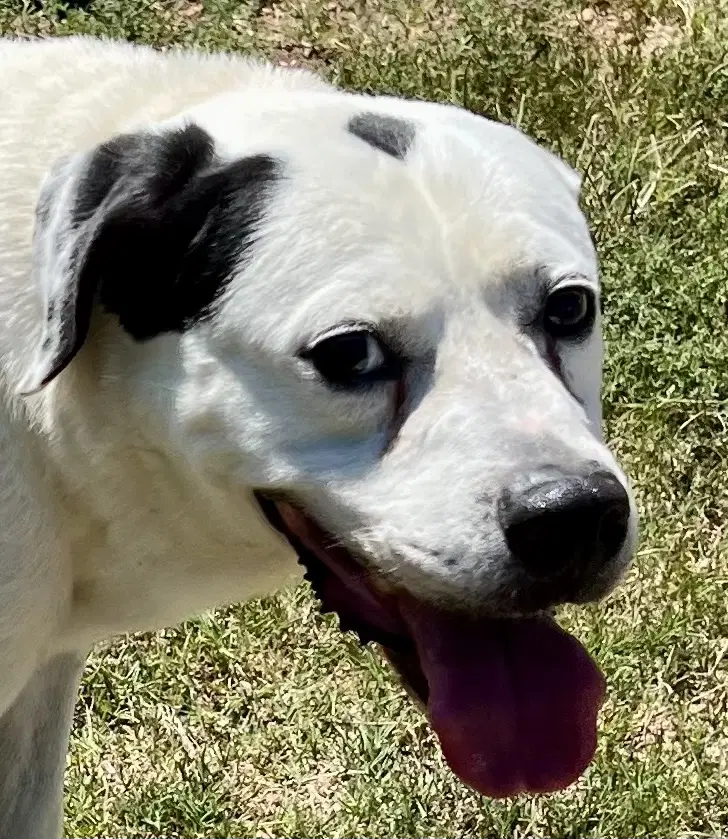 Bo - American Bulldog