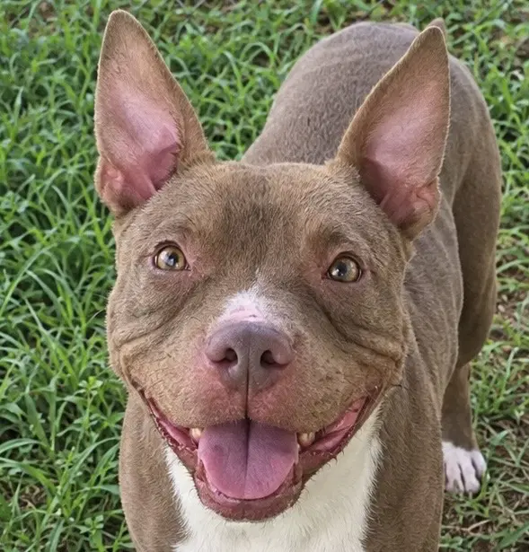 Maeve - American Pit Bull Terrier