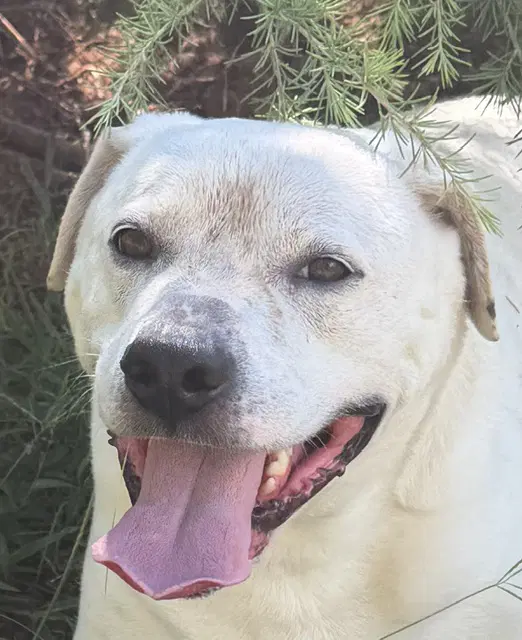 Milo - American Bulldog