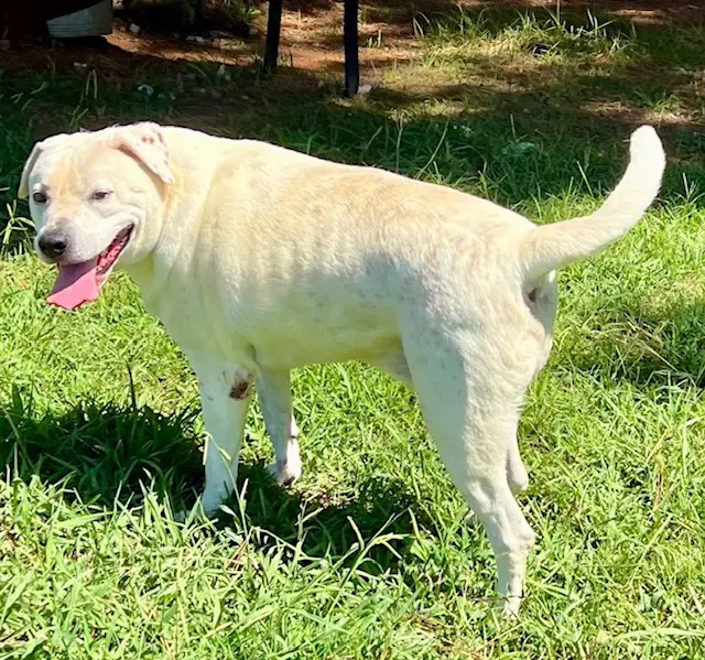 Milo image 2