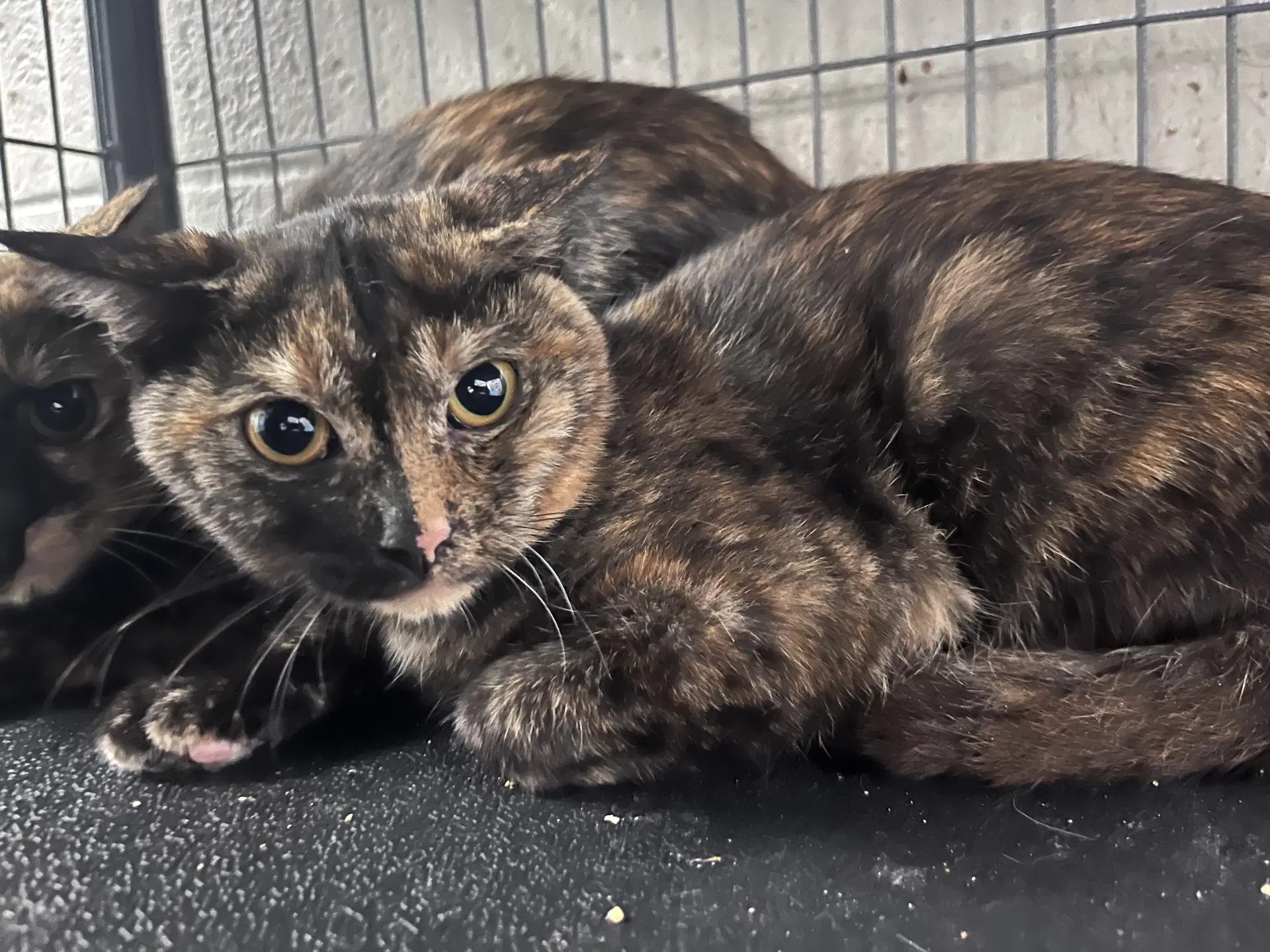 Bubbles - Domestic Short Hair