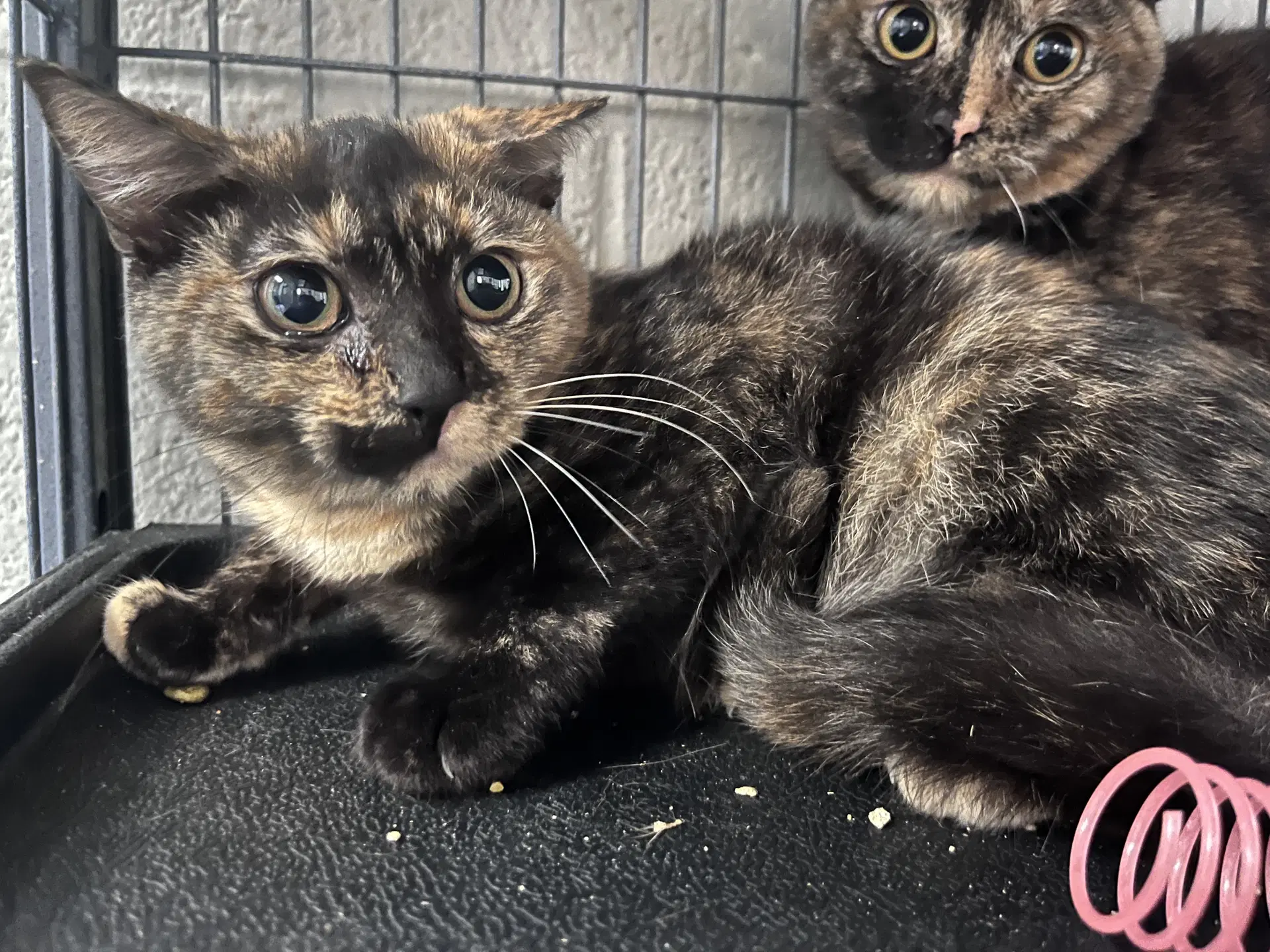 Coral - Domestic Short Hair