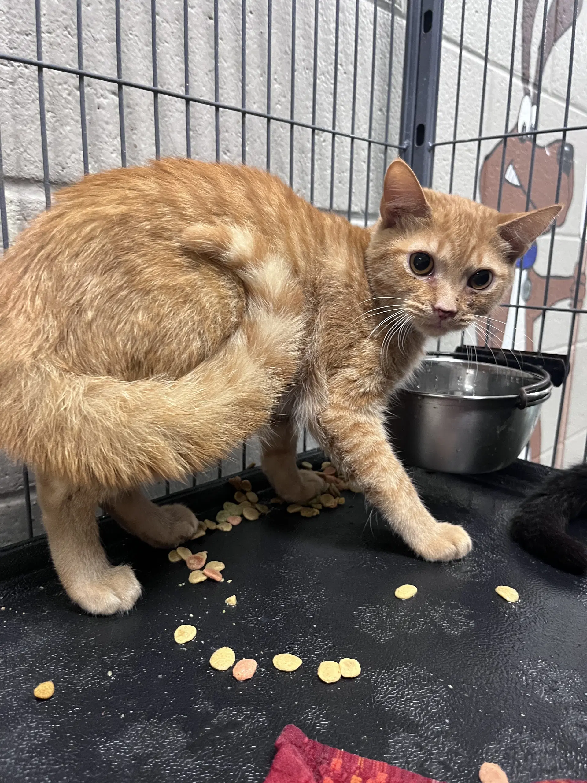 Nemo - Domestic Short Hair