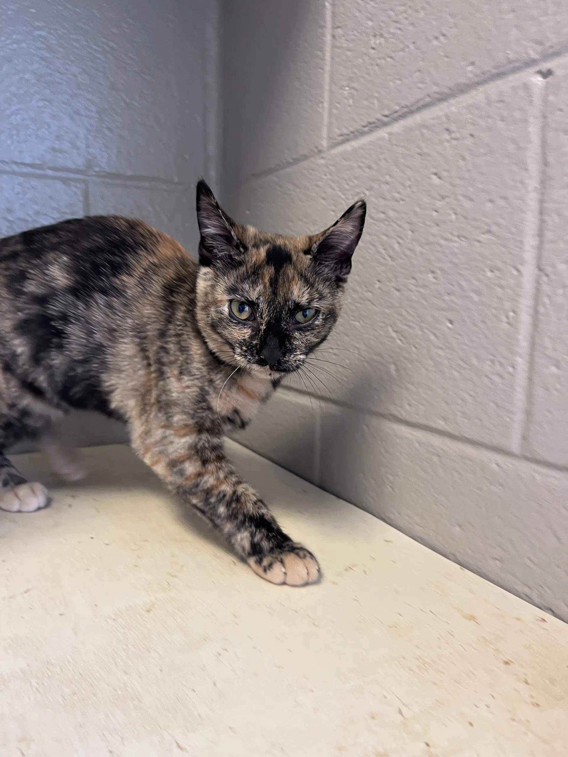 Bo Peep - Domestic Short Hair