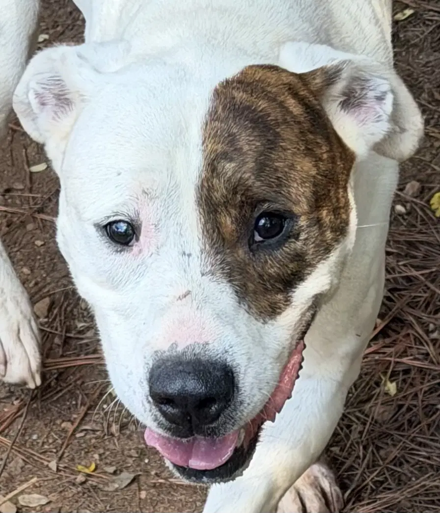 Luther - Bulldog