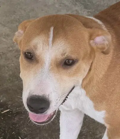Lancelot - Hound