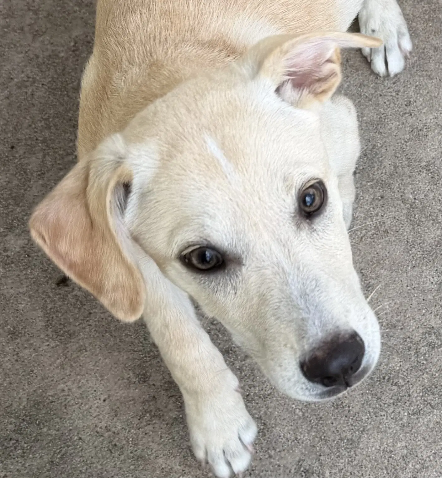 Mater - Labrador Retriever