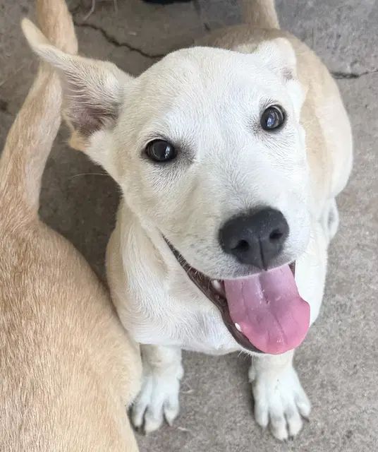 Lightning - Labrador Retriever