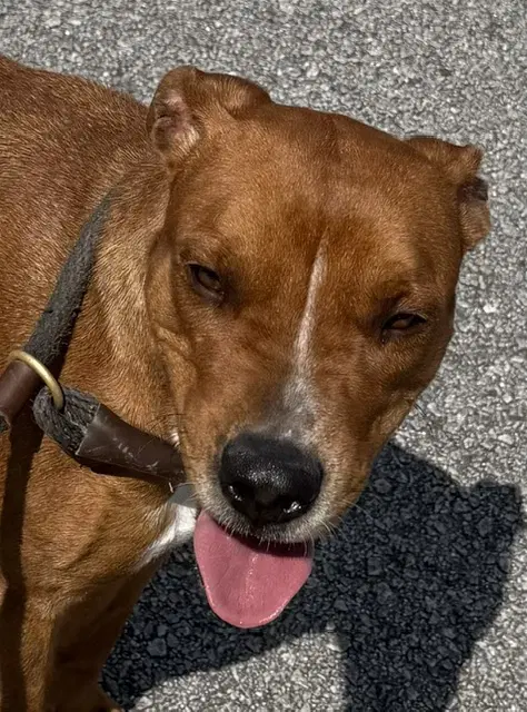Kami - American Pit Bull Terrier