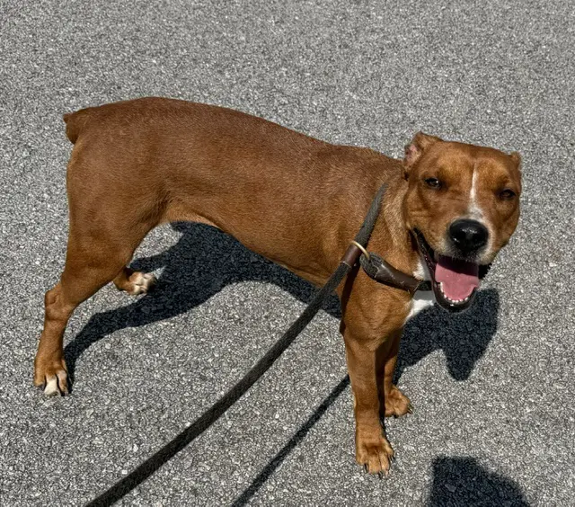 Kami image 2