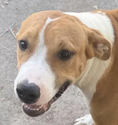 Tristan - Hound