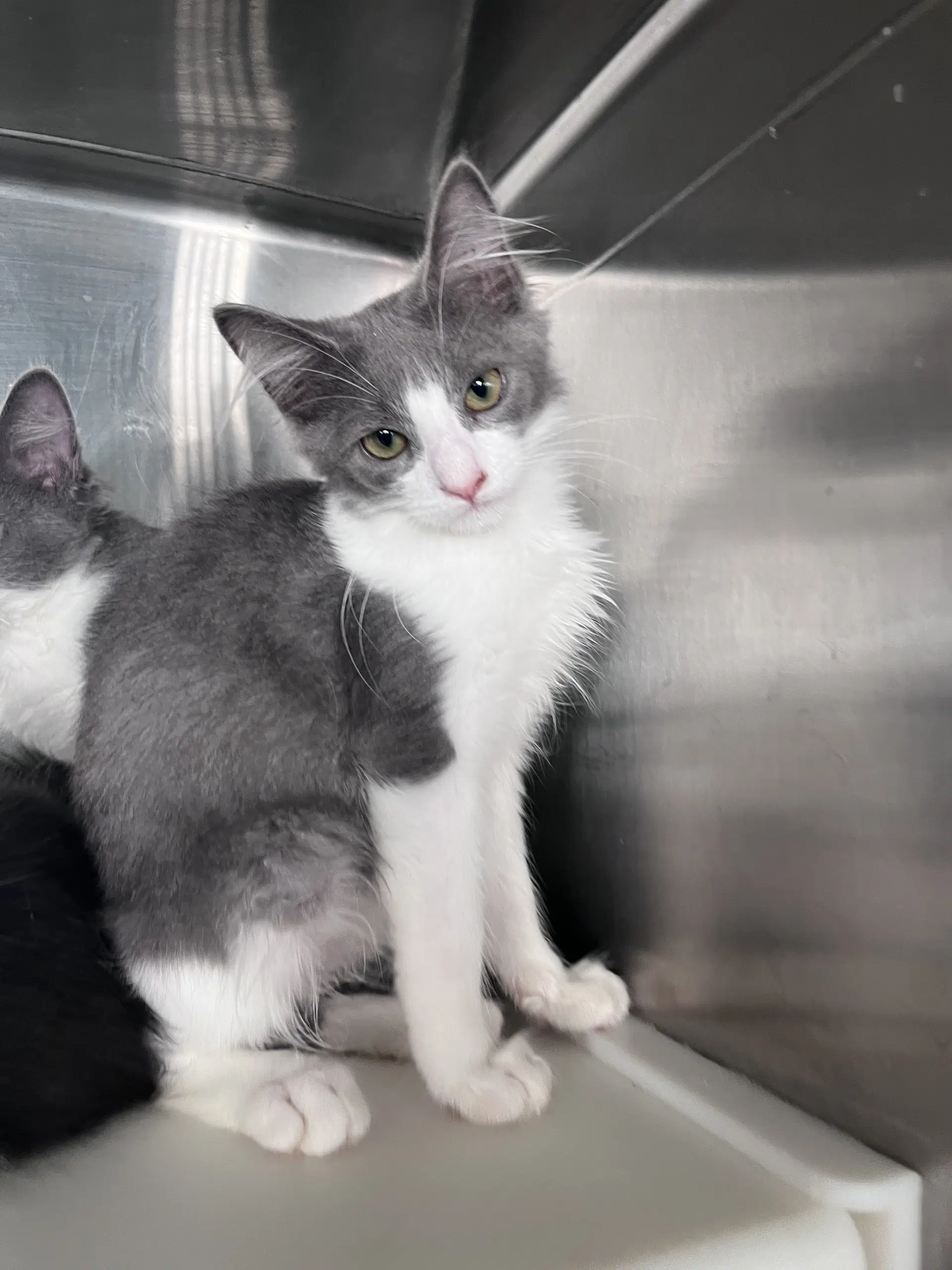 Mark - Domestic Short Hair