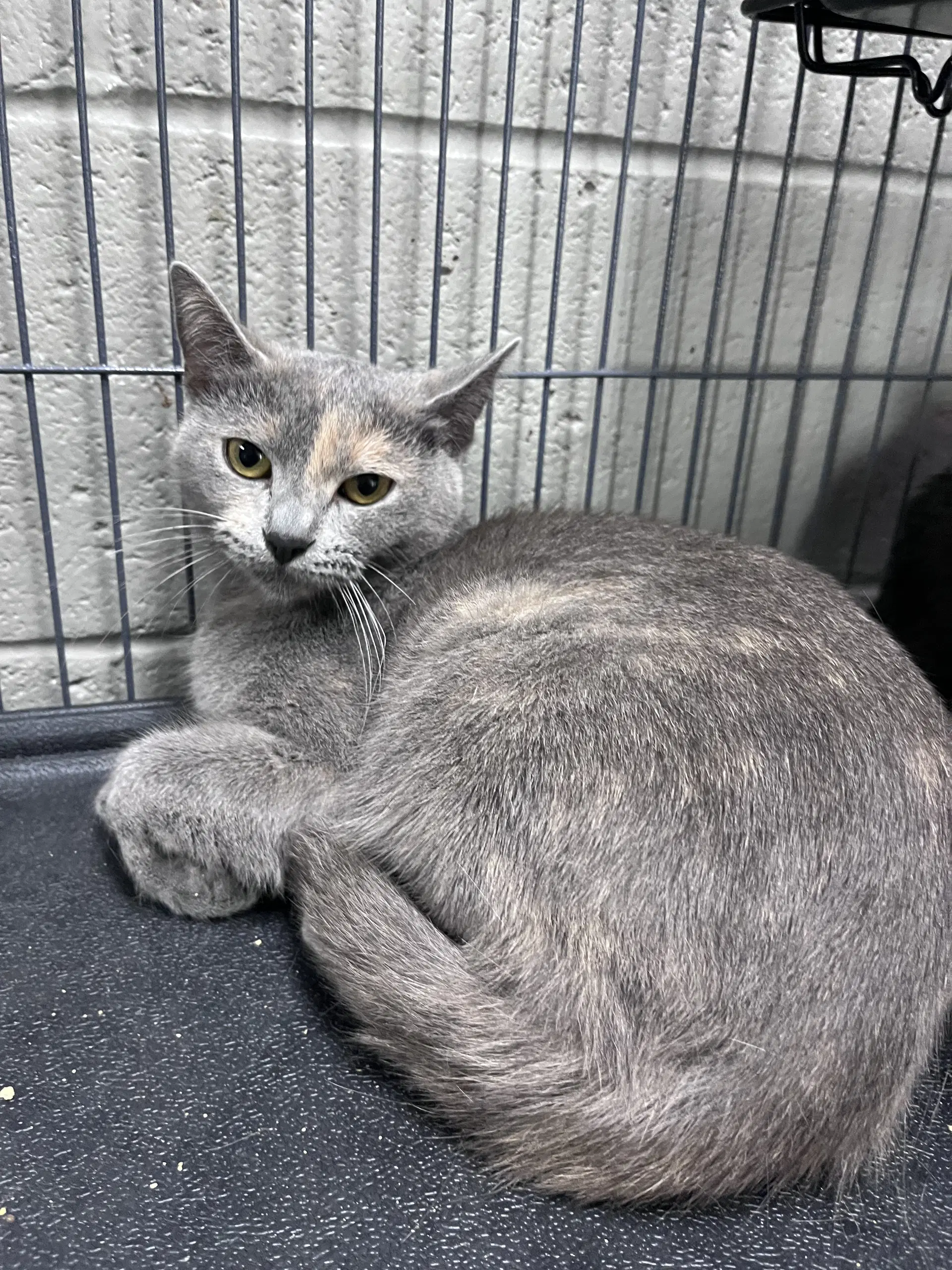 Eloise - Domestic Short Hair