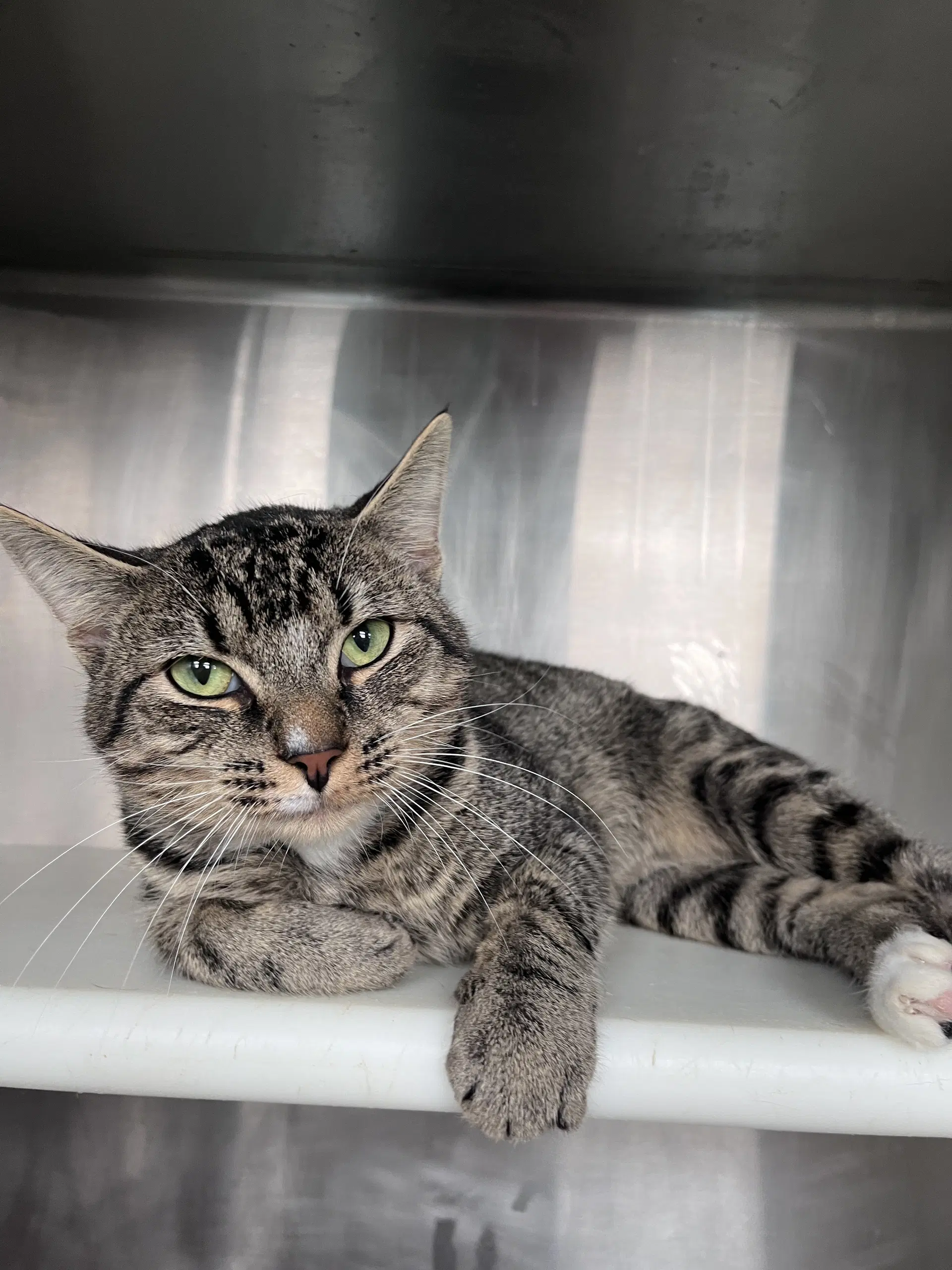 Achilles - Domestic Short Hair