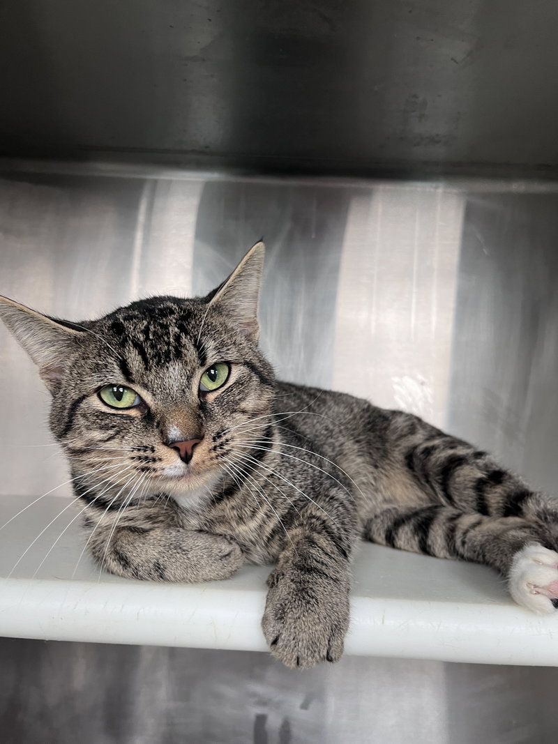 Achilles, an adult male cat up for adoption
