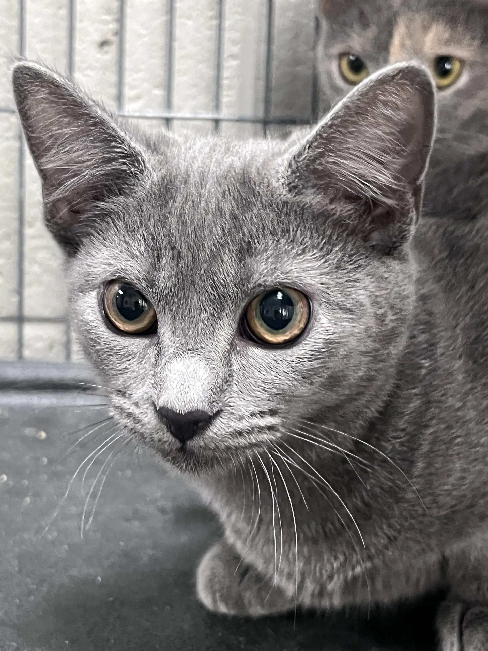 Weenie - Domestic Short Hair
